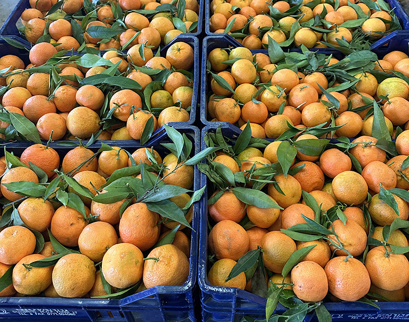 Clementine Cal.2/3 - Calabria - 1/1,50 euro al chilogrammo